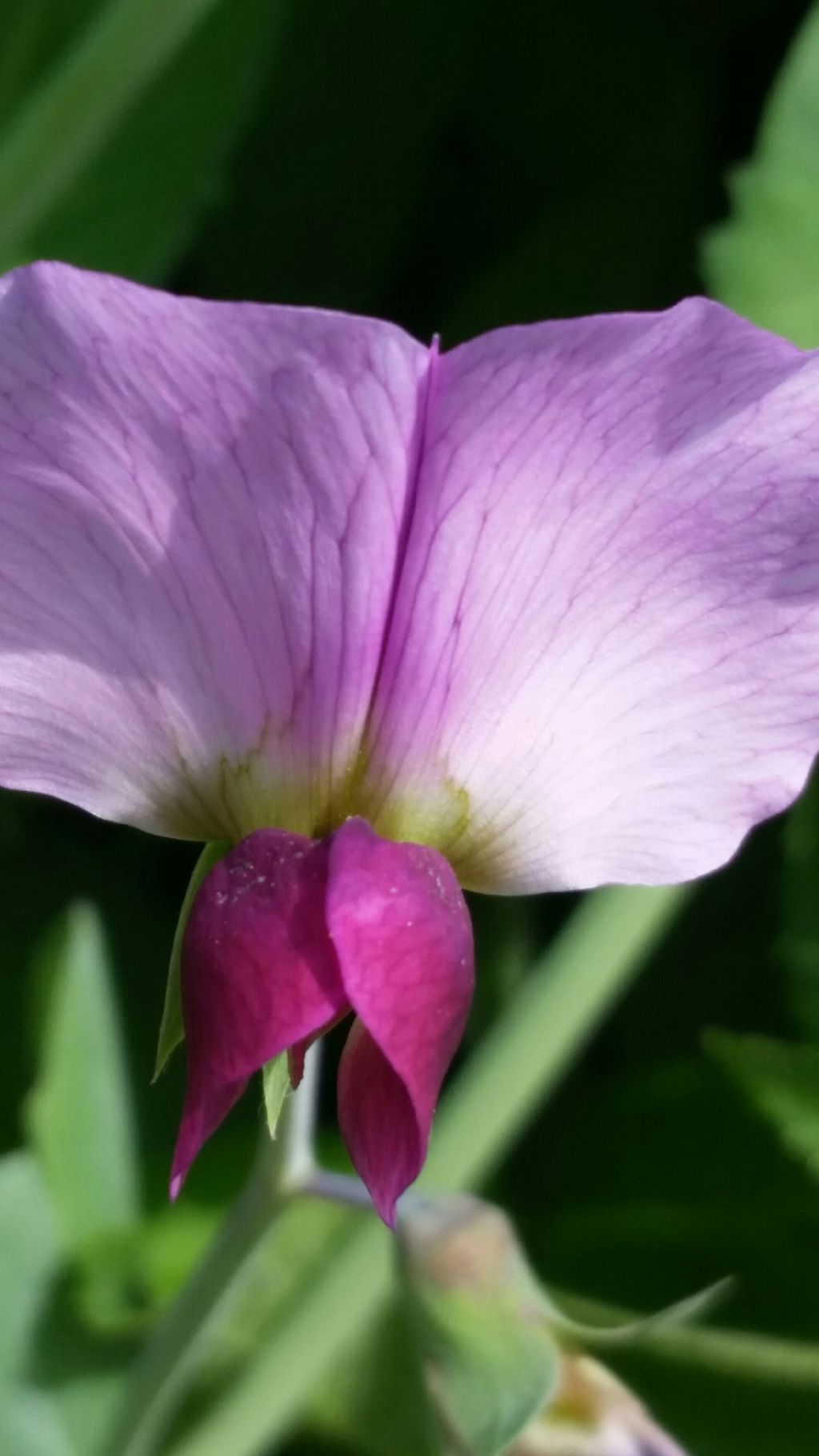 Pisum sativum selatius (Fabaceae)